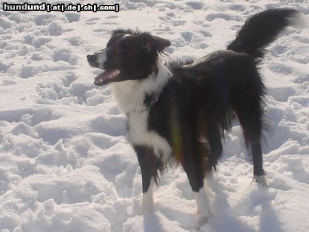 Border Collie akira im schnee