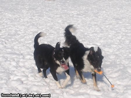 Border Collie akira und ihr zukünftige liebhaber