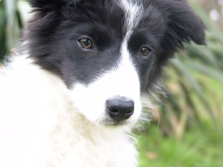 Border Collie emma