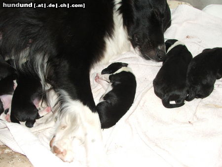 Border Collie unser Nachwuchs