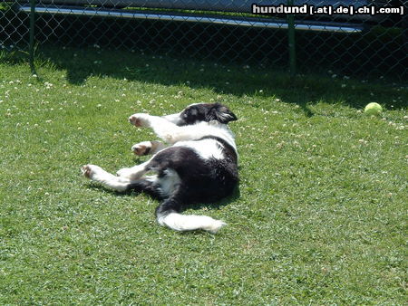 Border Collie jetzt kommt meine Rolle