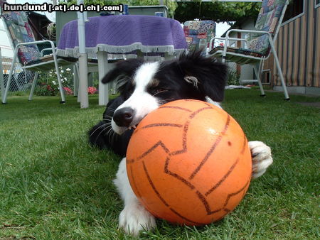 Border Collie Ich und mein Ball 