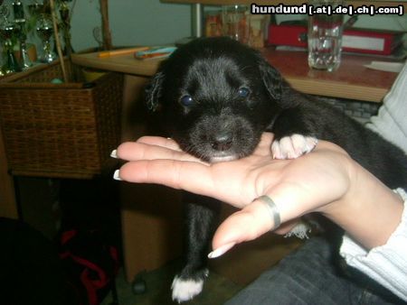 Border Collie Fly