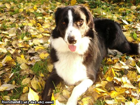 Border Collie Herbstschönheit Bobby