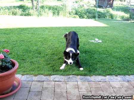 Border Collie Jetzt wirf endlich!