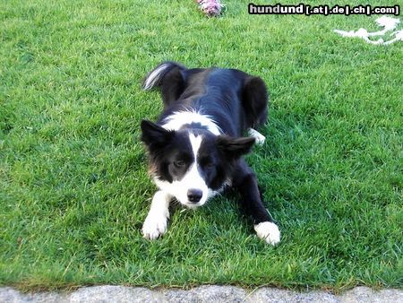 Border Collie Ich krieg ihn, ich krieg ihn