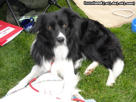 Border Collie Deckrüde