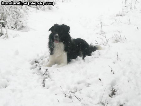 Border Collie Deckrüde