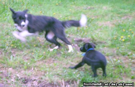 Border Collie Border Colli wird gejagt 