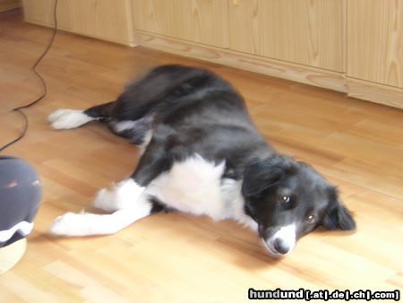 Border Collie Schön sonnen gg