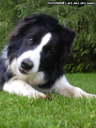 Border Collie mein kleiner Captain Chaos(Brainy 6 Mon.)