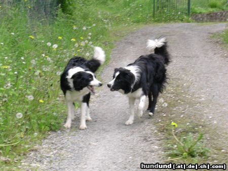 Border Collie Gioca+Filou bei einer Grundsatzdiskussion