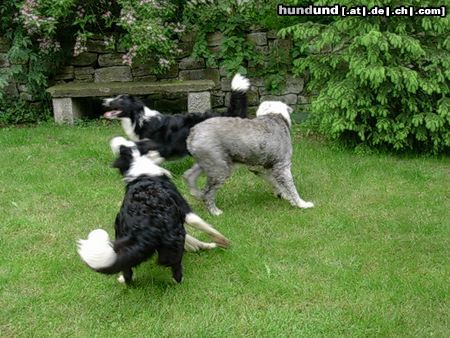 Border Collie Gioca + Filou mit Bobtail Obelix beim Badminton