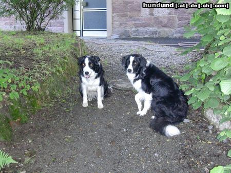 Border Collie kurz vorm gassi - gioca+filou