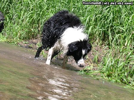 Border Collie Filoui beim Schütteln