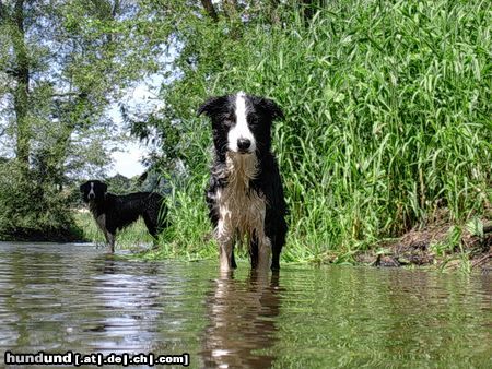 Border Collie Wasserratten unter sich - gioca+filou