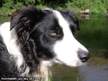 Border Collie Gioca