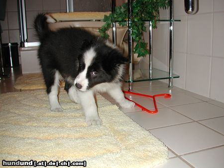 Border Collie Toby - 9 Wochen alt!