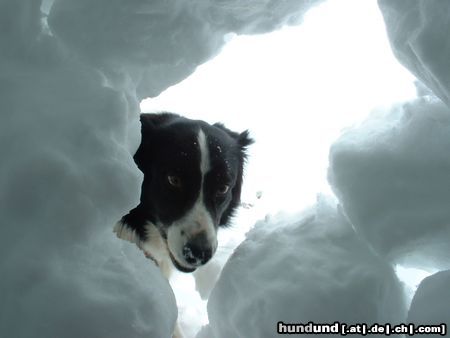 Border Collie aus der Sicht des Lawinenopfers