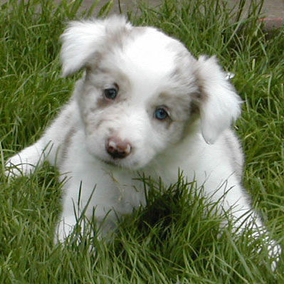 Border Collie Border Collie pup Dyna