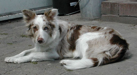 Border Collie Border Collie Dyna