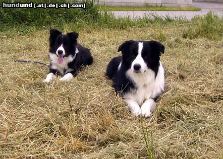 Border Collie Vater und Sohn (links Spookie rechts Tom)