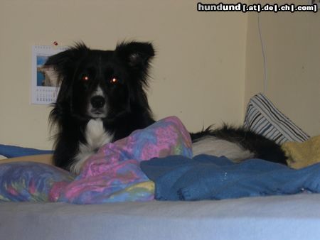 Border Collie Das ist unsere 