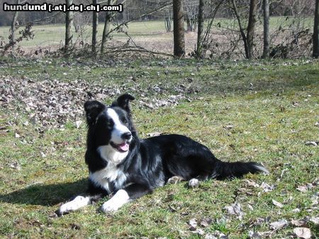 Border Collie Felix