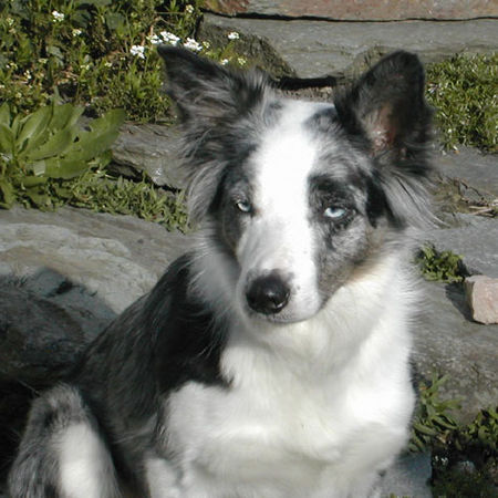 Border Collie Border Collie Ferrah