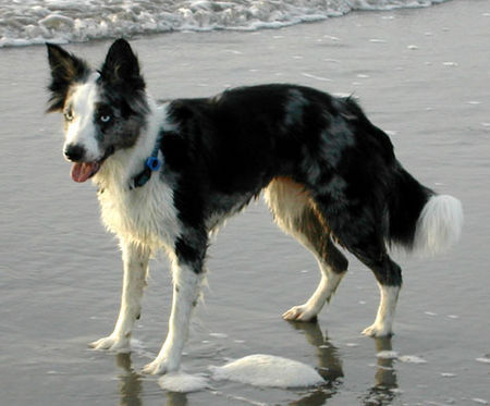 Border Collie Border Collie Ferrah