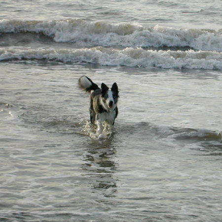 Border Collie Border Collie Ferrah