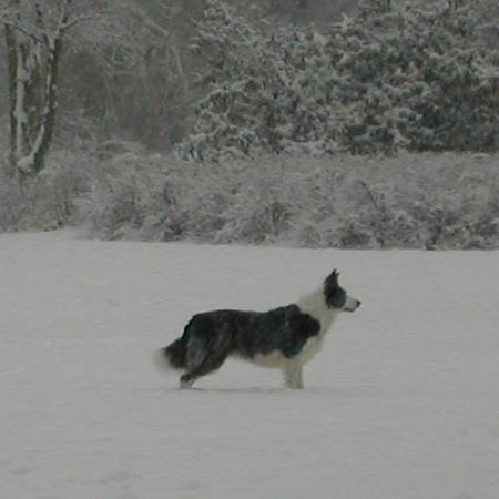 Border Collie Border Collie Ferrah