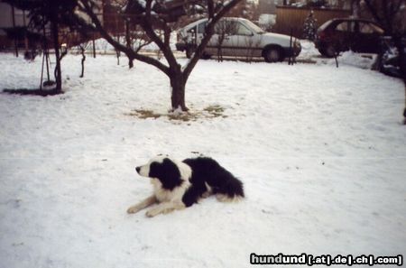 Border Collie Hier mein süßer Border, damit ihr al nen schönen HUnd seht