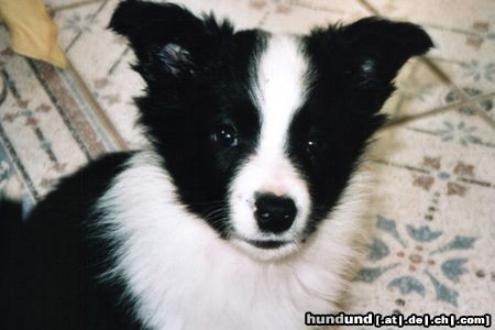 Border Collie Finn