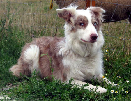 Border Collie Border Collie Fran