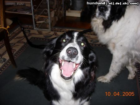 Border Collie Ponti kann wieder lachen