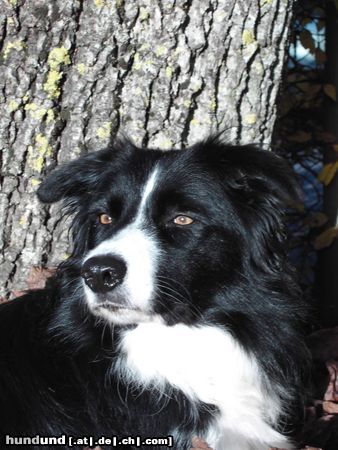 Border Collie Gina im Herbst