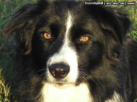 Border Collie Können diese Augen lügen??