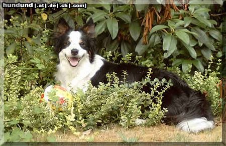 Border Collie Brains 'n Beauty First Love for Jörg only - called Ginger