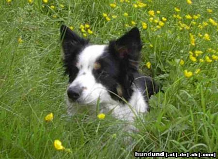 Border Collie Ich verstecke mich - Brains 'n Beauty First Love for Jörg only - unsere Ginger