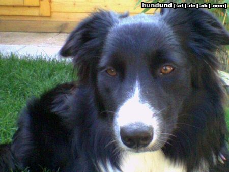 Border Collie Das ist die 9 Monate junge Hundedame Gizmo, sie sieht zwar aus wie ein richtiger Border aber in ihr steckt noch ein Australian Shephord.