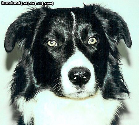 Border Collie Gizmo, unser Border