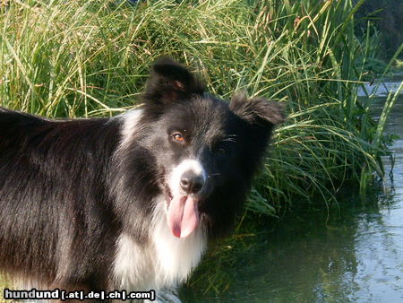 Border Collie Paco