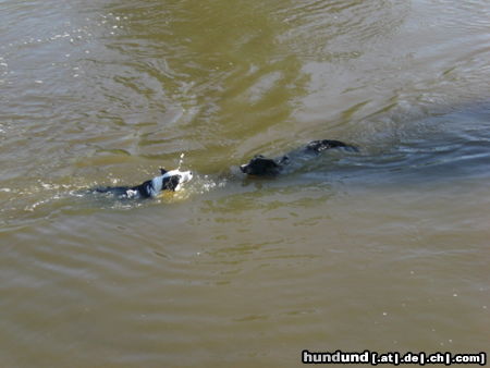 Border Collie Zwei Wasserratten