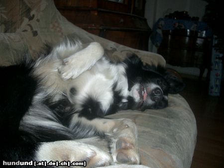 Border Collie meine schlafende Schönheit