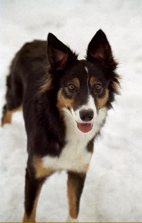 Border Collie Happy von den Buschchaoten - Fröhlichkeit auf vier Pfoten