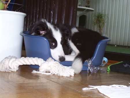 Border Collie Shari im Wasser