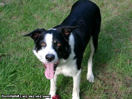 Border Collie Ilan from scottish Roy vom Beutenhof