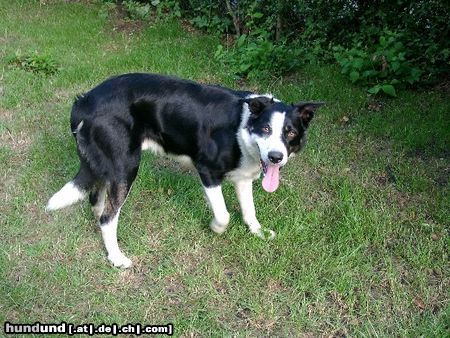 Border Collie Ilan from scottish Roy vom Beutenhof