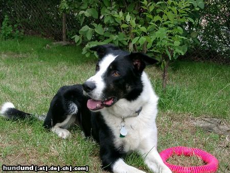 Border Collie Ilan from scottish Roy vom Beutenhof